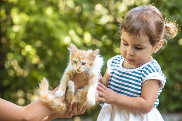 Flicka spela med kattunge — Stockfoto