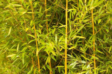 Yeşil bambu sapları