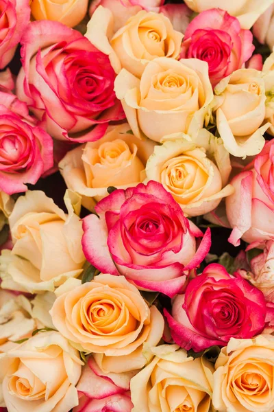 Pattern roses background — Stock Photo, Image