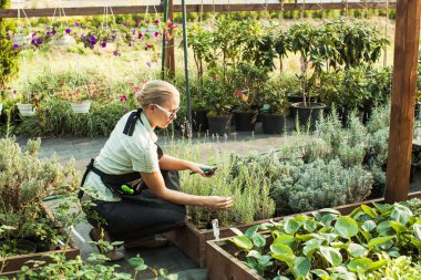 Bir tencerede kesme fidan