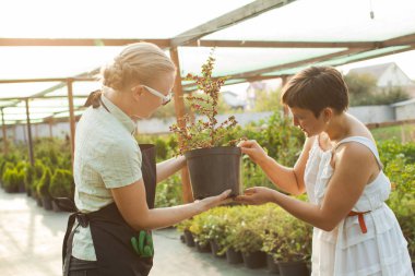 Çiçekçi Çiçek bir tencerede gösteren