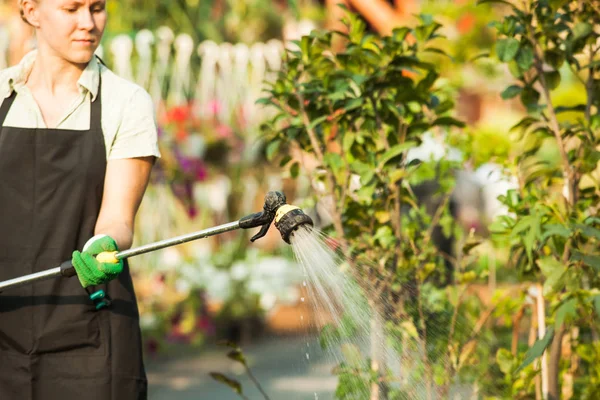 Bloemist ervoor zorgt dat de kruiden — Stockfoto