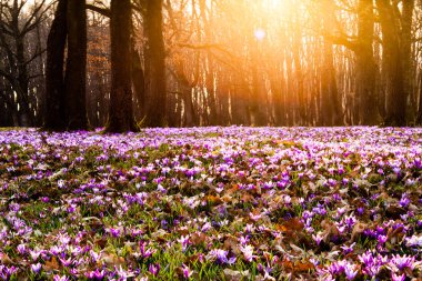 Safran çayır çiçekler