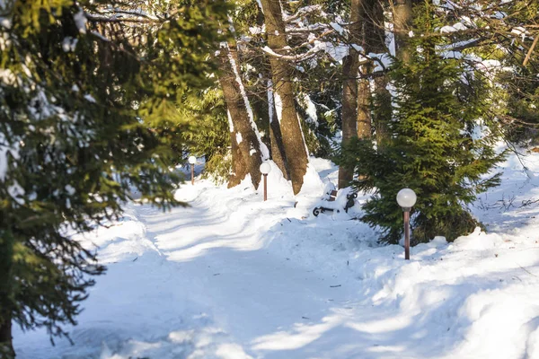 Sonniger Winterpark — Stockfoto