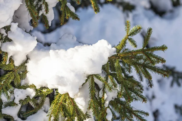 Zonnige winter park — Stockfoto