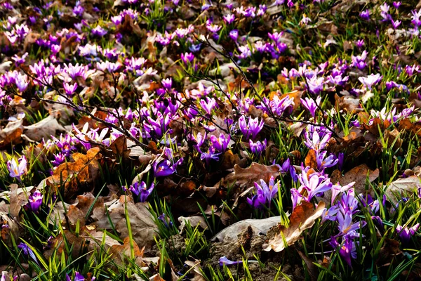 Fleurs de prairie de safran — Photo