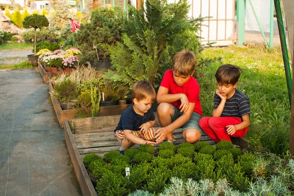 Children with green seedlings — Stock Photo, Image