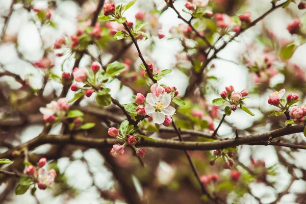 Branches of apple tree — Stock Photo, Image