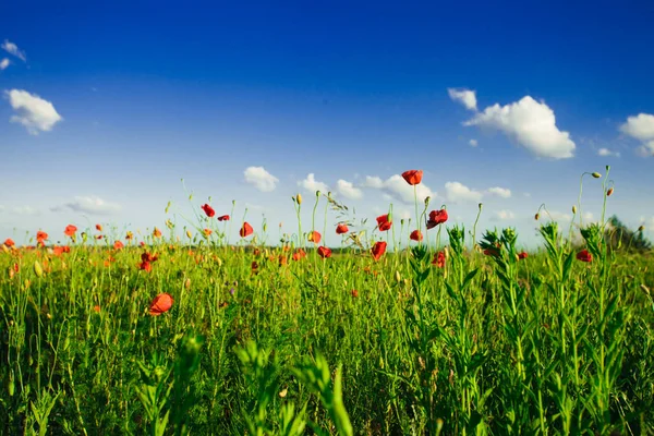 Vista del campo de amapolas — Foto de Stock