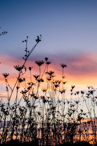 Silhuett av planter i skumringen – stockfoto