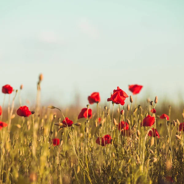 Campo de amapolas tonificado — Foto de Stock