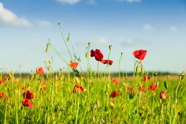 Girl in poppies — Stock Photo, Image