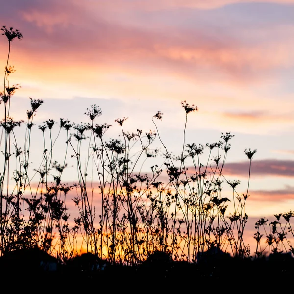 Silhuett av planter i skumringen – stockfoto