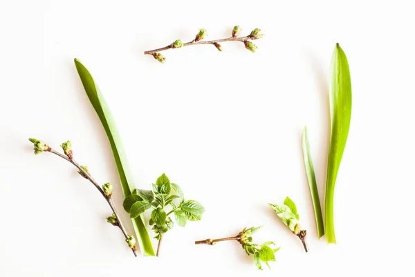 春の緑の植物 — ストック写真