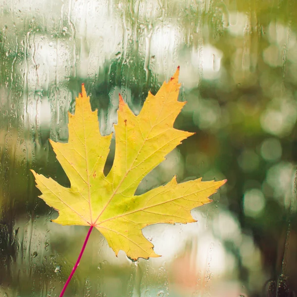 The view from the window on a rainy day — Stock Photo, Image