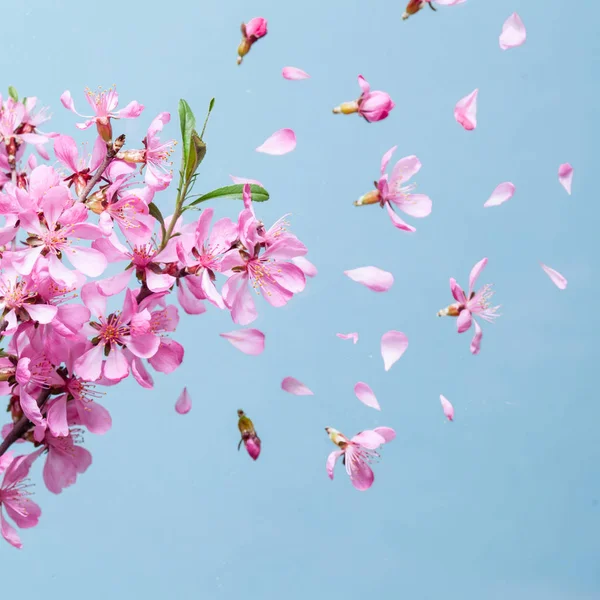 Bahar çiçeği patlama — Stok fotoğraf