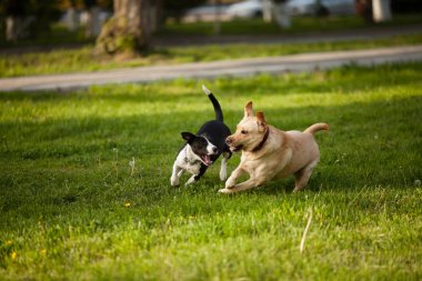 Köpekler parkta yürüyüş