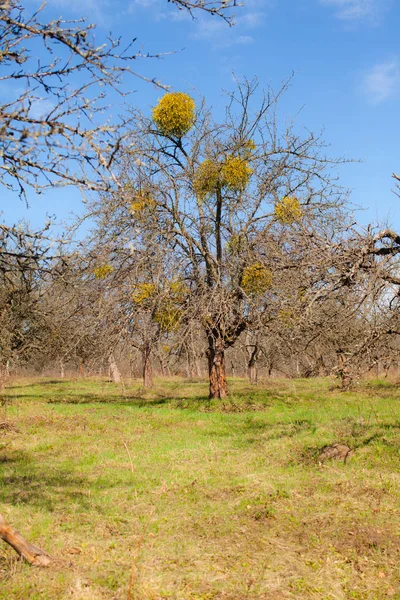 Maretak op een boom — Stockfoto