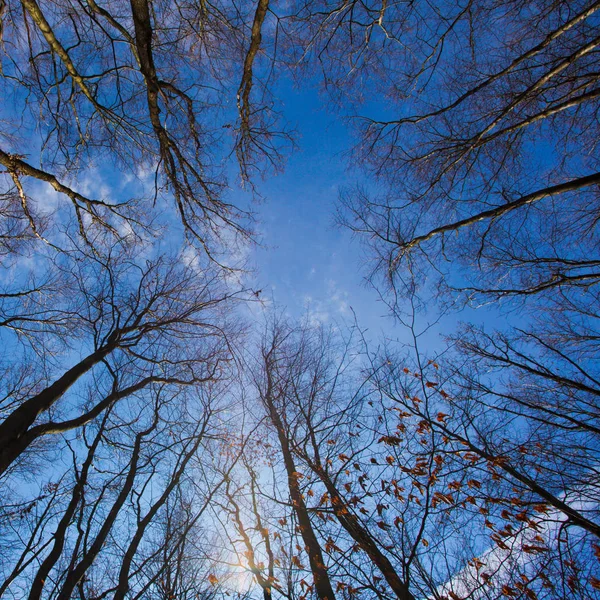 Autumn forest in clear day — Stock Photo, Image