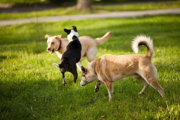Walking hundar i parken — Stockfoto
