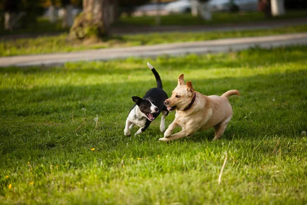 Chodzenie na psy w parku — Zdjęcie stockowe