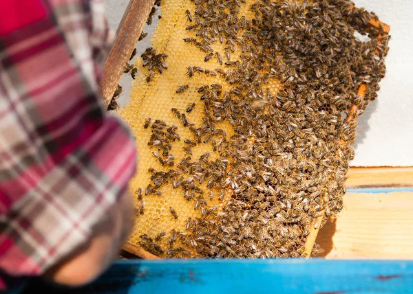 Ο άνθρωπος ασκούν μελισσοκομίας — Φωτογραφία Αρχείου