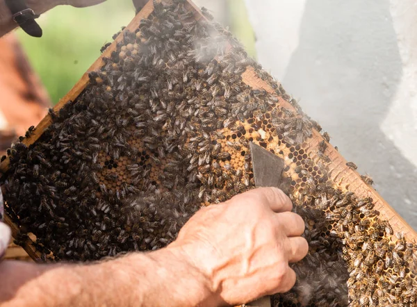 L'uomo si occupa di apicoltura — Foto Stock