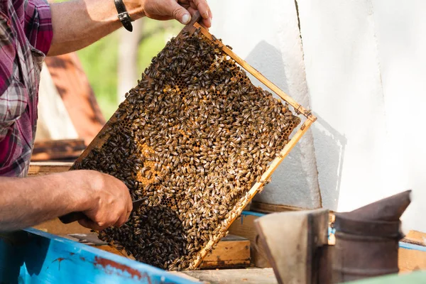 Adam meşgul apiculture — Stok fotoğraf