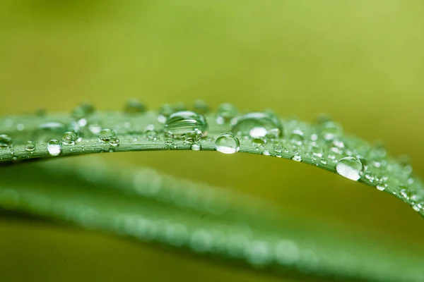 Rugiada del mattino su una foglia verde — Foto Stock