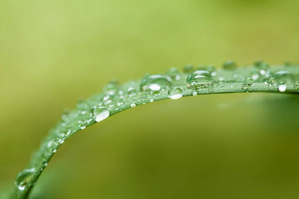 Утренняя роса на зеленом листе — стоковое фото