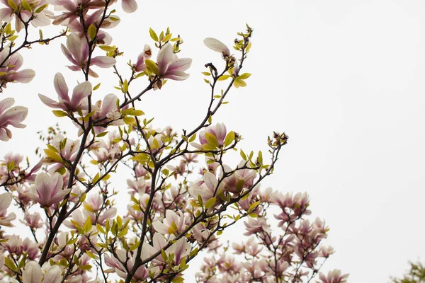 Blommande Magnolia liliflora — Stockfoto