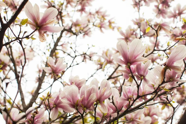 Flowering Magnolia liliflora — Stock Photo, Image