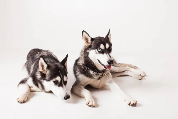 Dwóch braci huskies — Zdjęcie stockowe