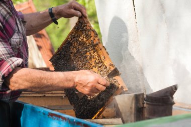 Adam meşgul apiculture