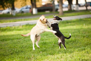 Köpekler parkta yürüyüş