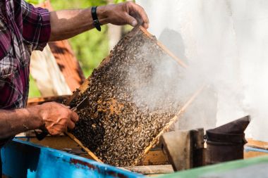 Adam meşgul apiculture