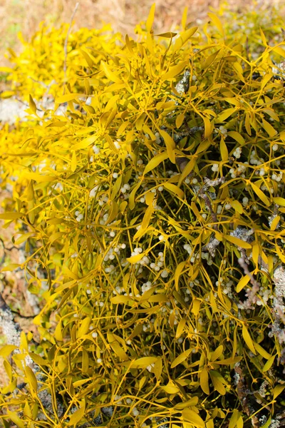 Misteln auf einem Baum — Stockfoto