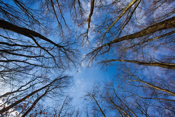 Foresta autunnale in giornata limpida — Foto Stock