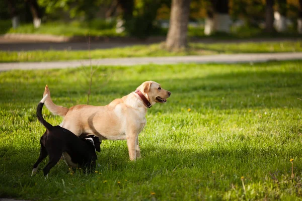 Passeggiare con i cani nel parco — Foto Stock