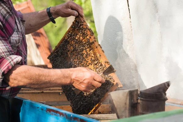 El hombre practica la apicultura — Foto de Stock