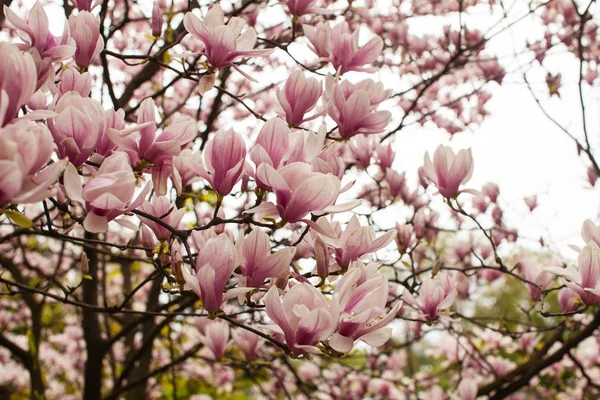 Magnolia liliflora floreciente —  Fotos de Stock
