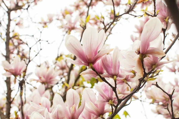 Flowering Magnolia liliflora — Stock Photo, Image