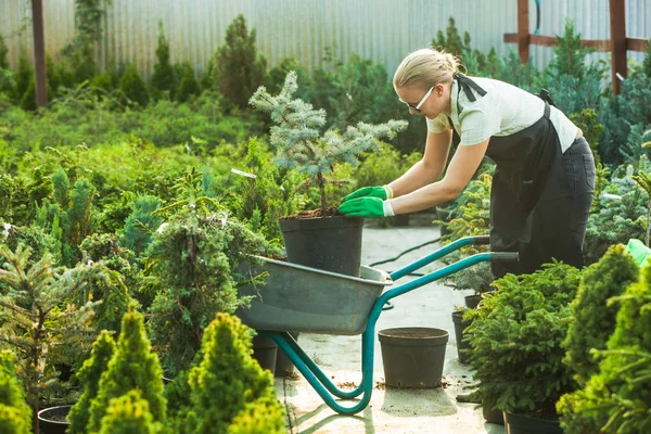 Bloemist-vrouw die werkt met zaailingen — Stockfoto