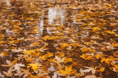 akçaağaç yaprağı suyu