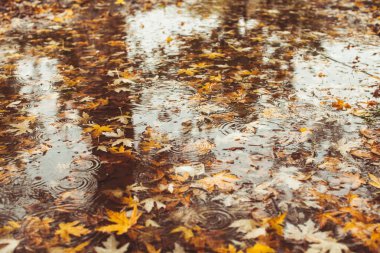 akçaağaç yaprağı suyu