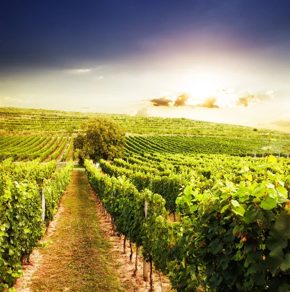 Wijngaarden op de zonsondergang — Stockfoto