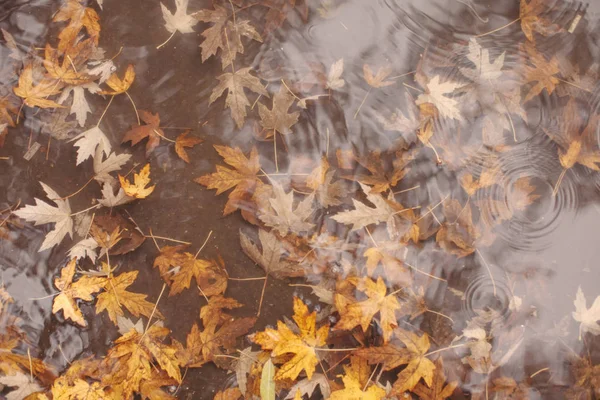 Ahornblätter im Wasser — Stockfoto