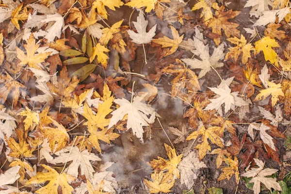 Maple leaves in water — Stock Photo, Image