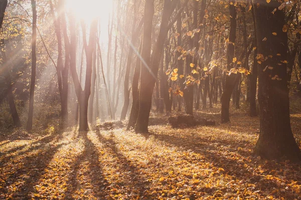 Herbstlich nebliger Morgen — Stockfoto