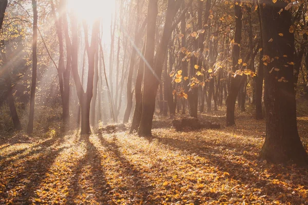 Herfst mistige ochtend — Stockfoto